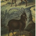 Bezoar goats